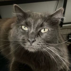 Meet your Posher, Jackson